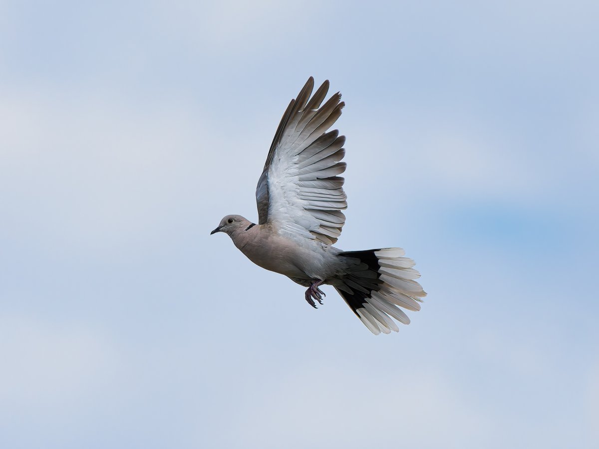 P8020334_Sweb.jpg P8020334_Sweb.jpg