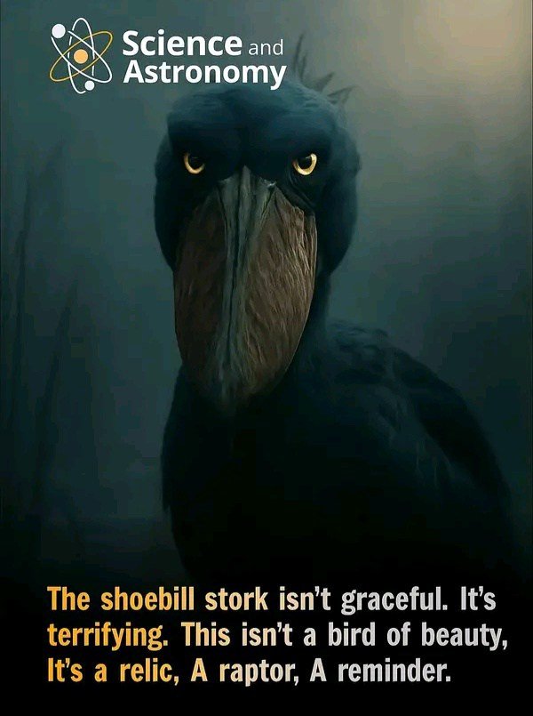 Shoebill Stork.jpg