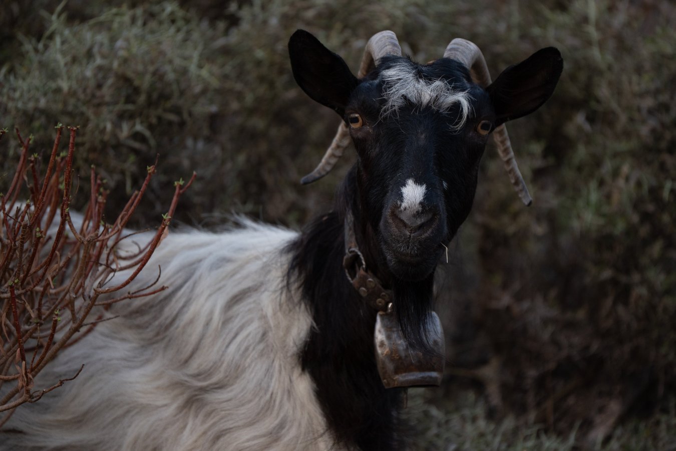 DSC_2526.jpg DSC_2526.jpg