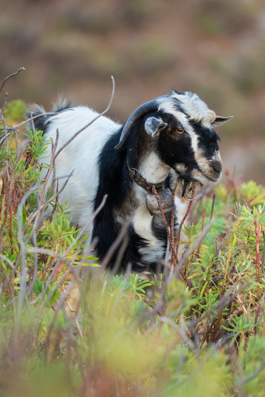 DSC_2490.jpg DSC_2490.jpg