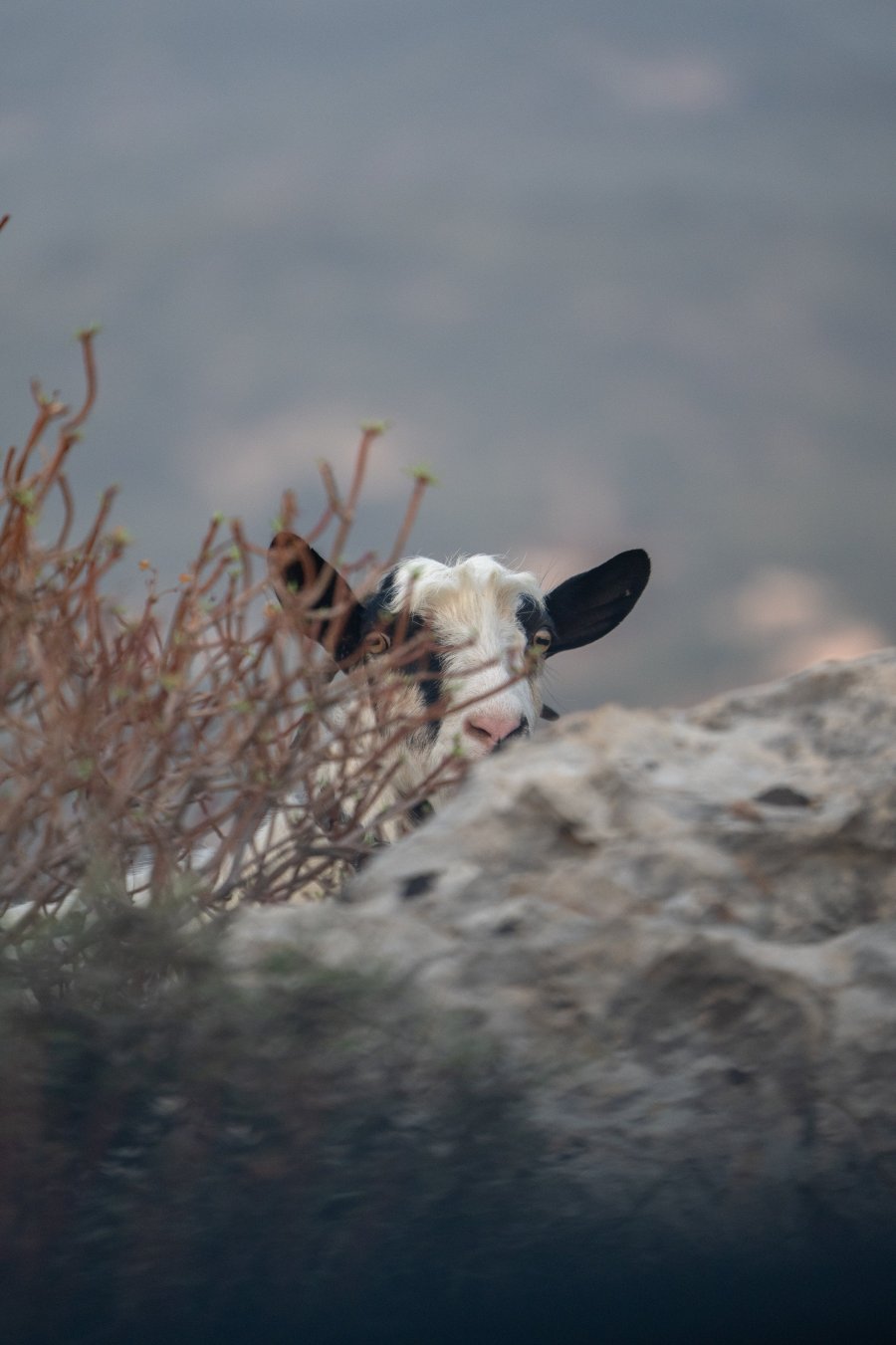 DSC_2560.jpg DSC_2560.jpg