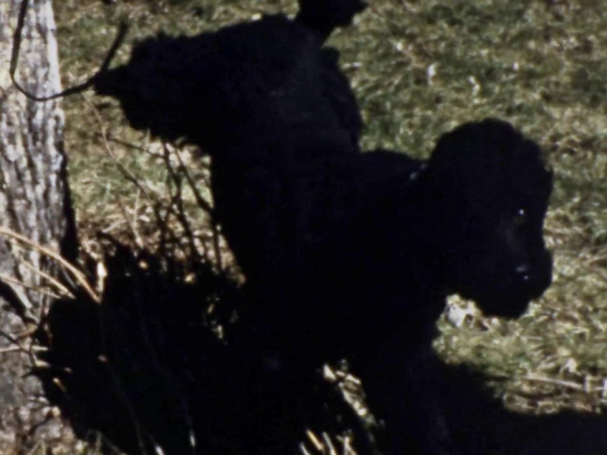 JH02 8mm 285ft (23 minutes) - frame at 11m17s.jpg