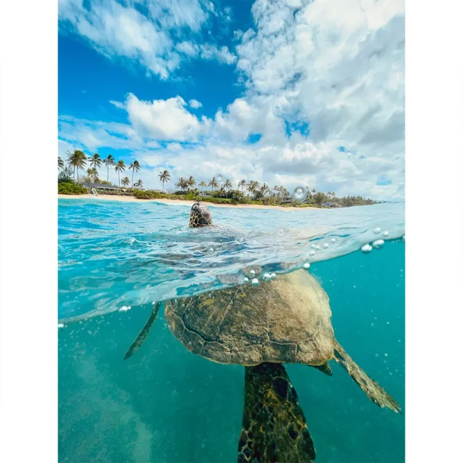 domemare-waterproof-waterproof-phone-case.webp domemare-waterproof-waterproof-phone-case.webp