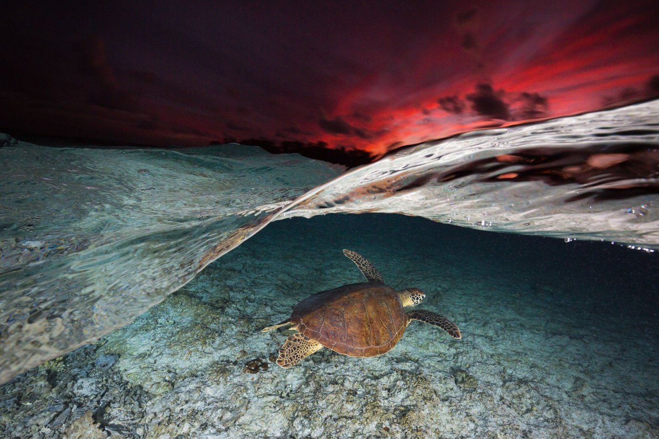 Green-Sea-Turtle-Great-Barrier-Reef-March.jpg Green-Sea-Turtle-Great-Barrier-Reef-March.jpg