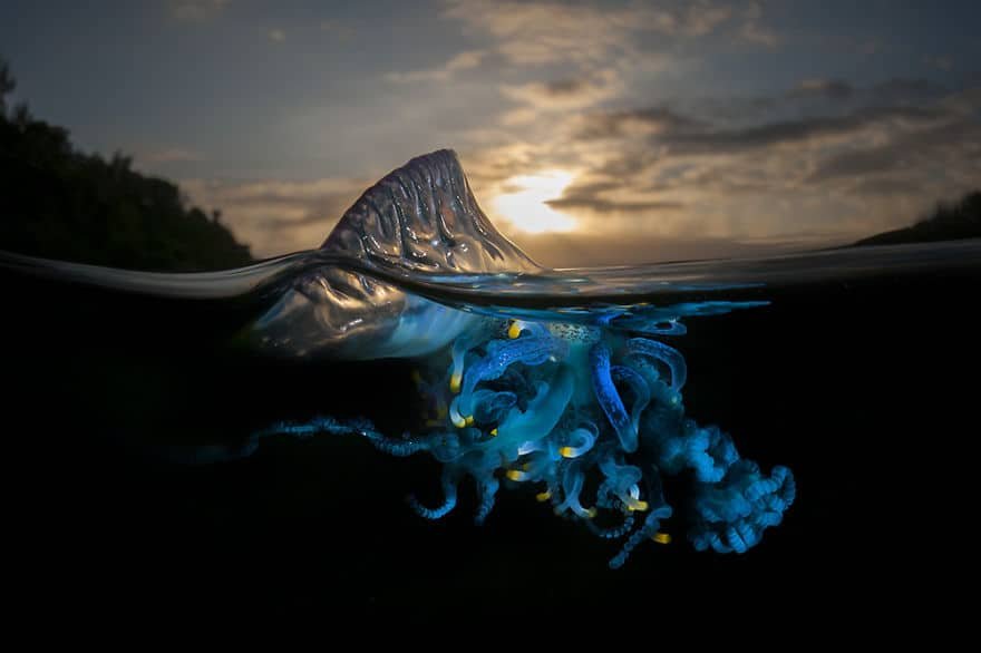 jellyfish-ocean-split-picture.jpg jellyfish-ocean-split-picture.jpg