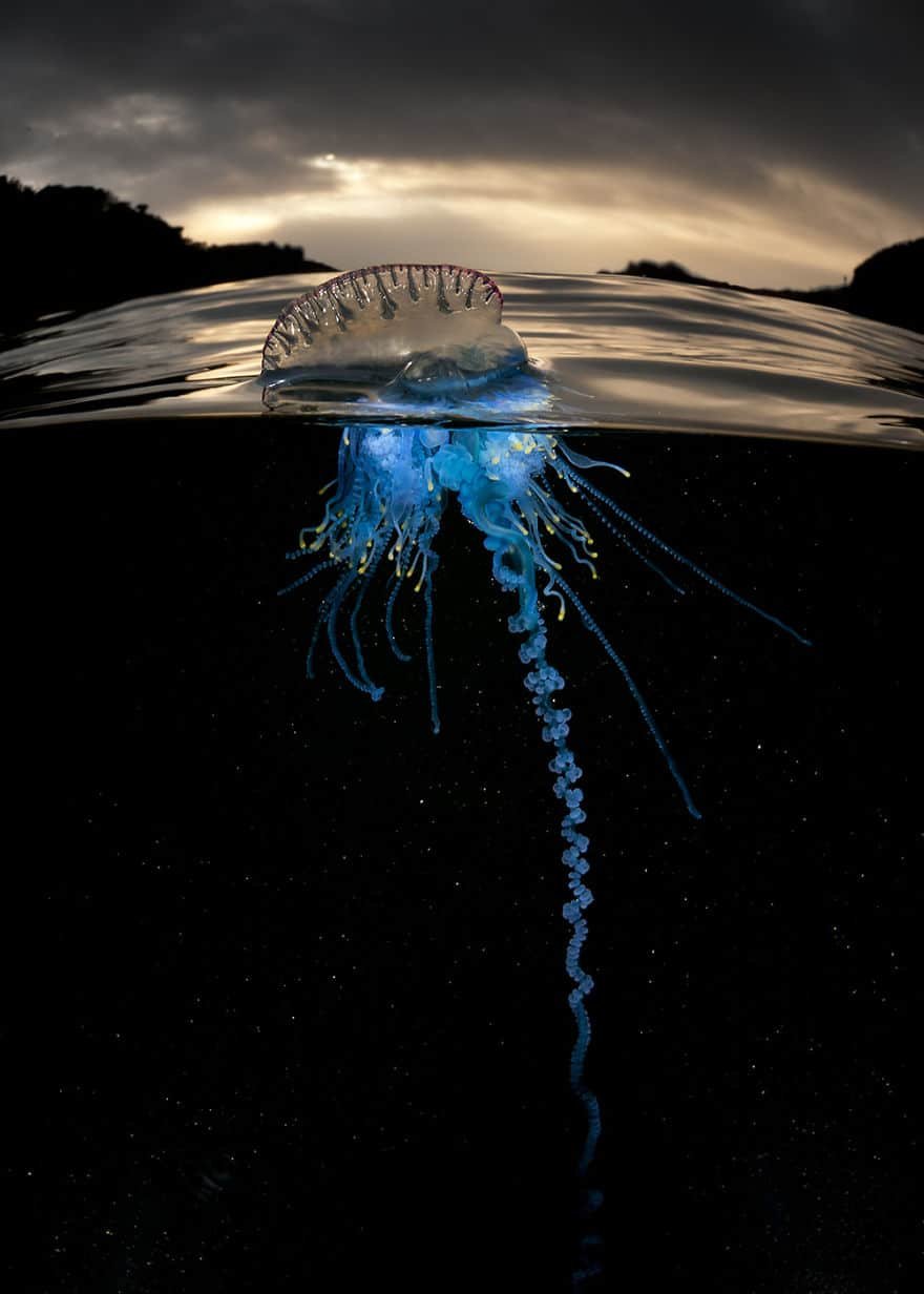 jellyfish-ocean-split-shot.jpg jellyfish-ocean-split-shot.jpg