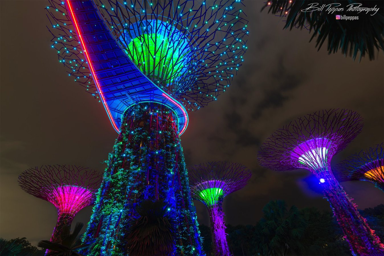 Supertree_Grove_Singapore_DSC4526.jpg