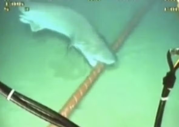 Shark attacks ocean-floor cable.jpg