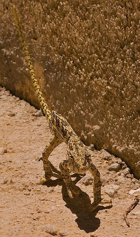 Chameleon.jpg