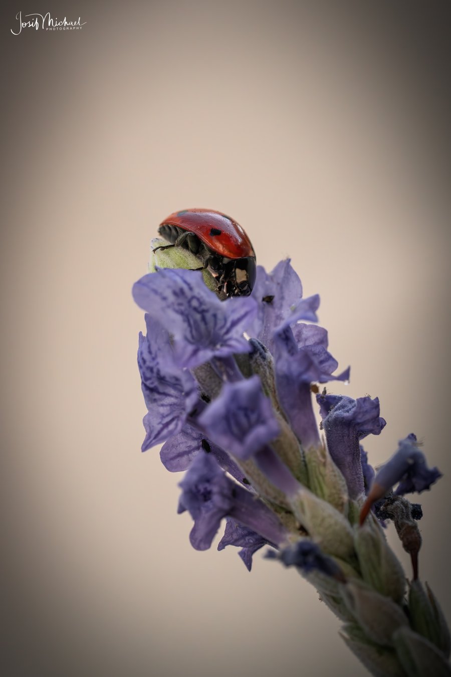 ARV08731-Edit web.jpg