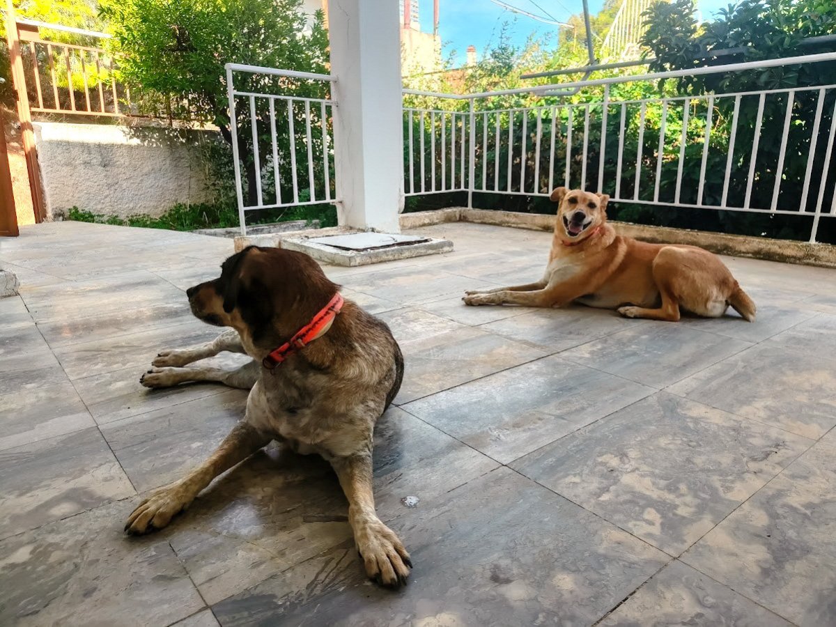 IMG20251026130624_stray dogs.jpg