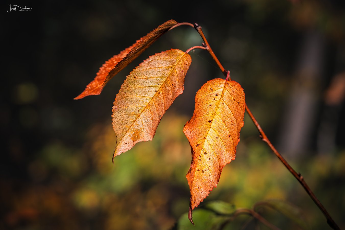 ARV08907-Edit web.jpg