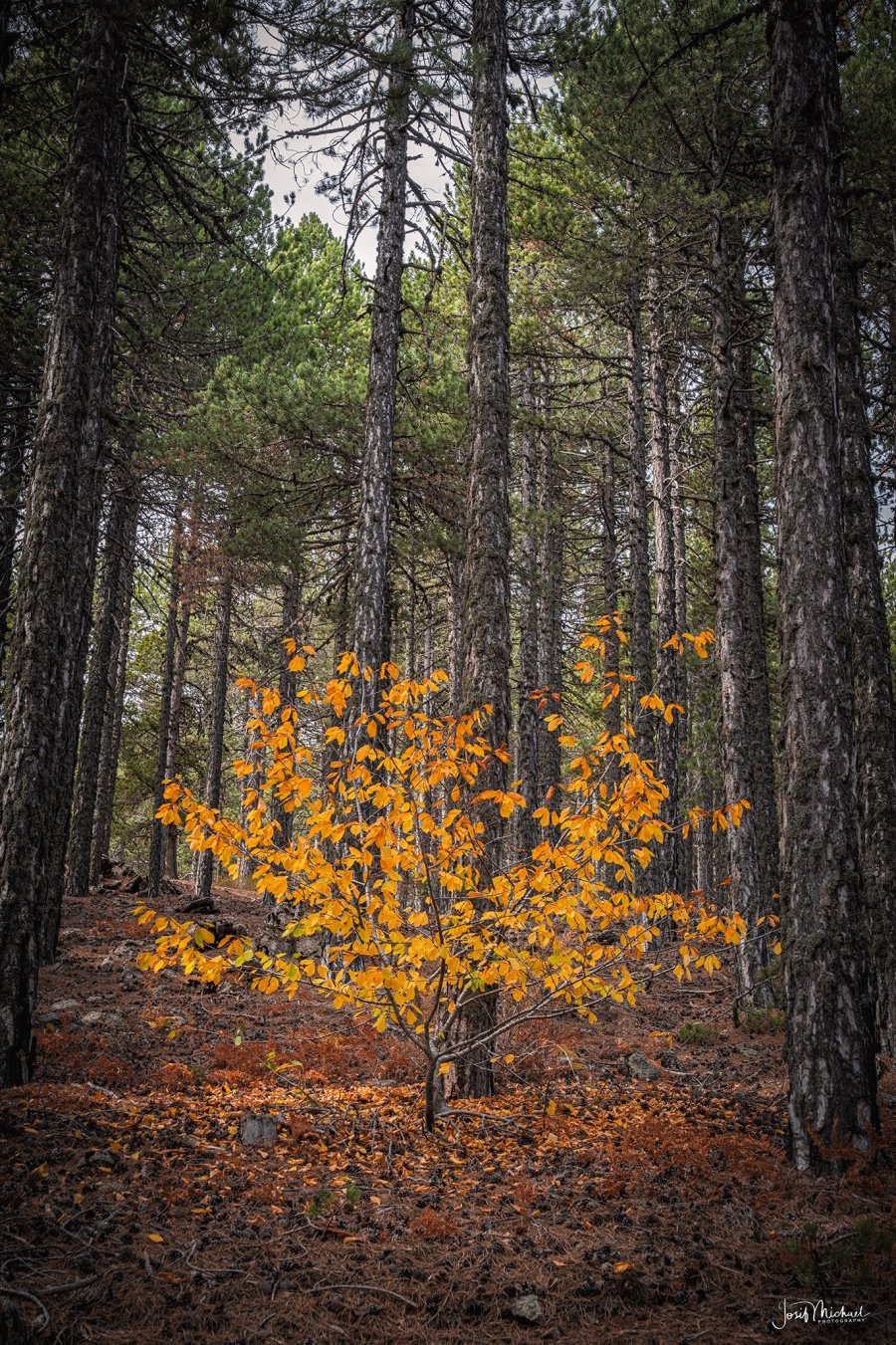 ARV09075-Edit web.jpg