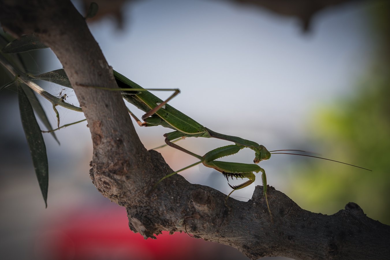 ARV09130-Edit web.jpg