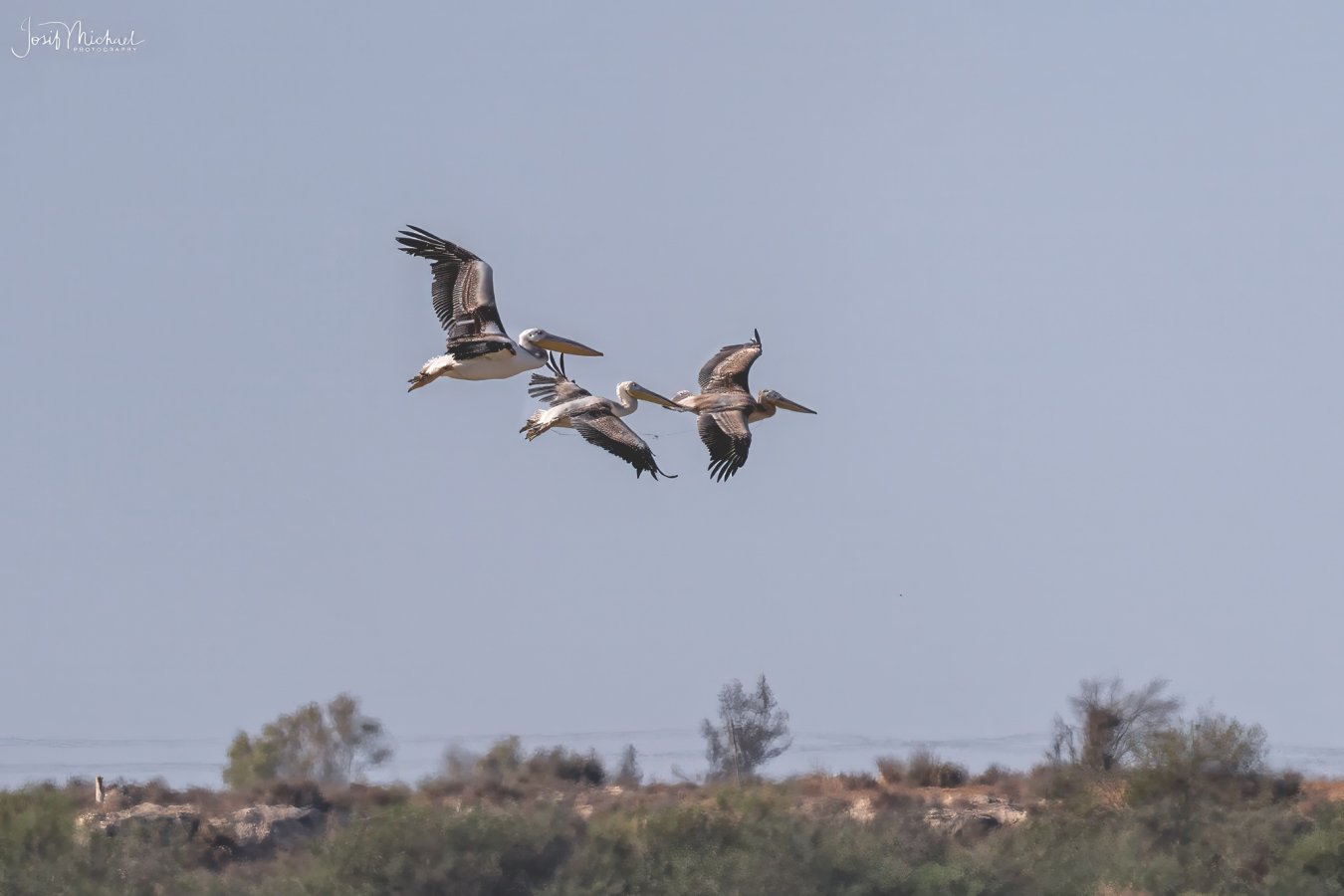 ARV09346-Edit web.jpg