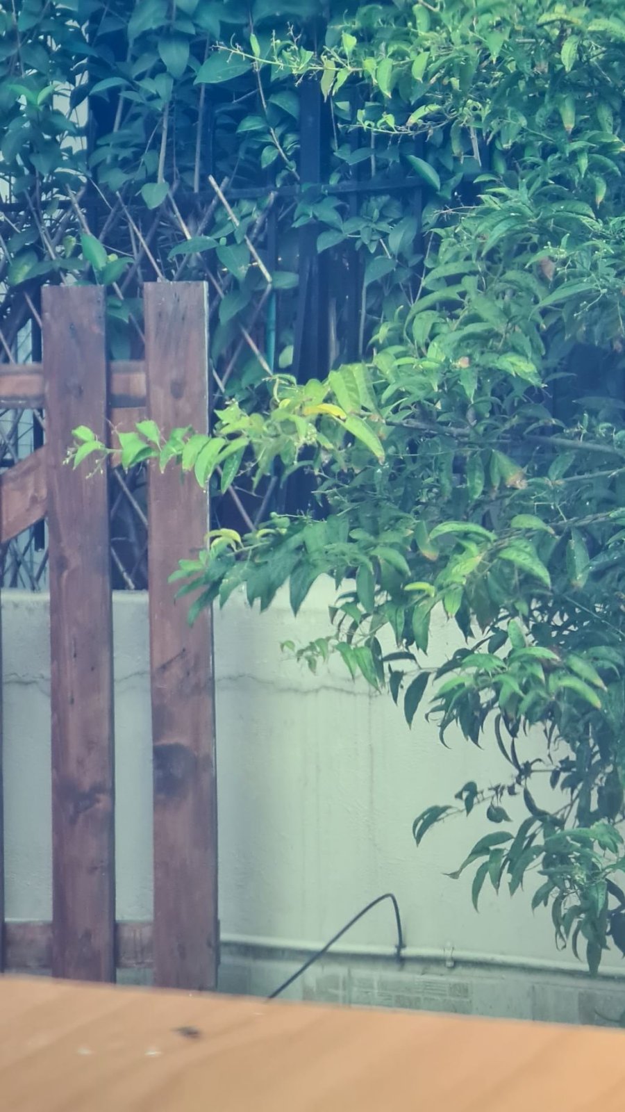 ARCCAPTAIN.jpg ARCCAPTAIN.jpg