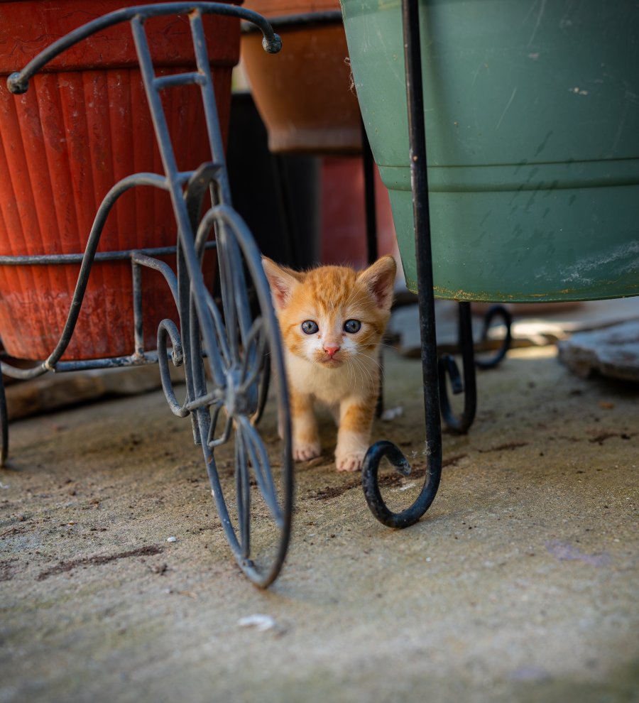 DSC04429-Enhanced-NR.jpg DSC04429-Enhanced-NR.jpg