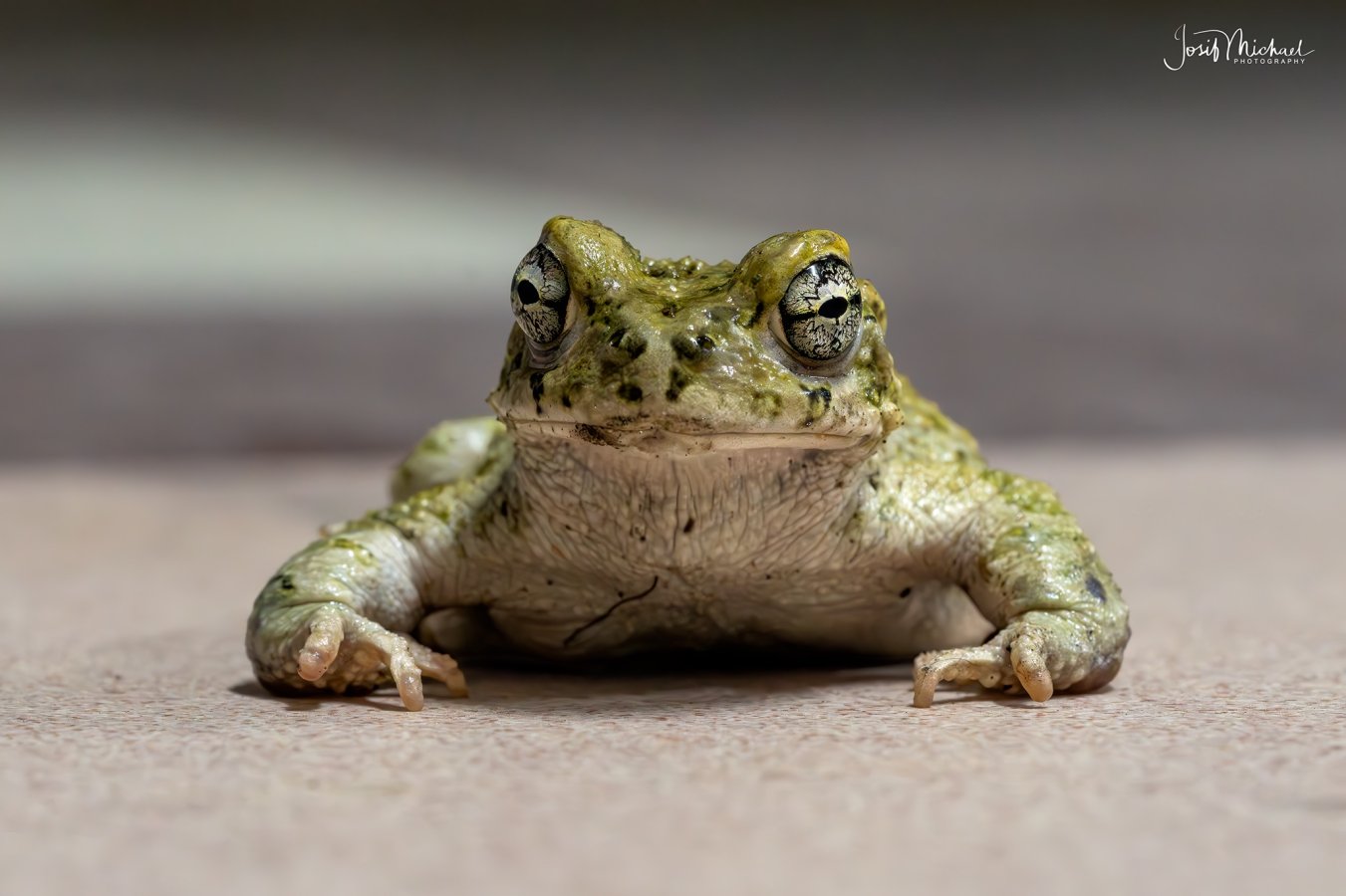 ARV03976-Edit web.jpg