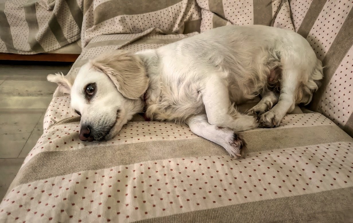 boubou on the sofa.jpg