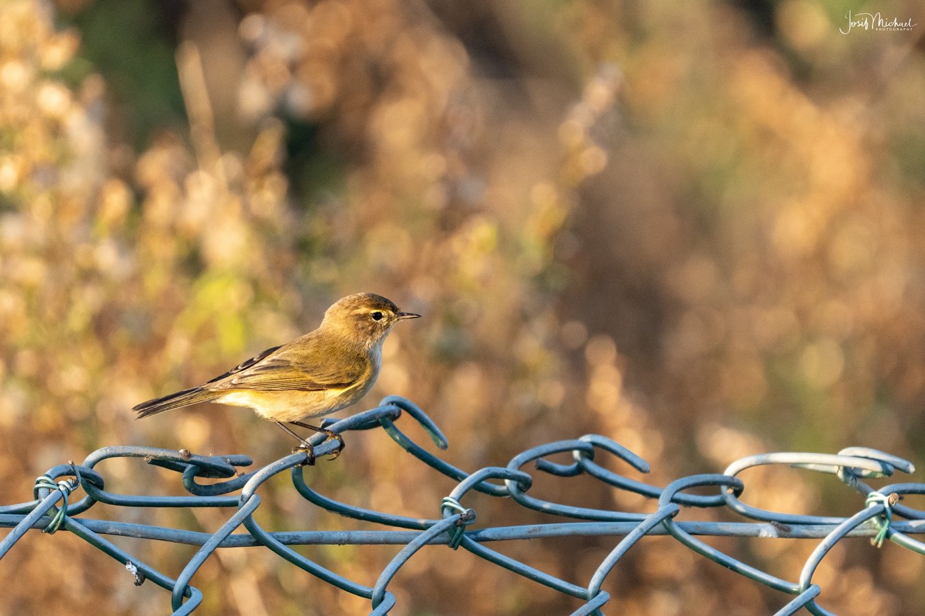 ARV06054-Edit web.jpg