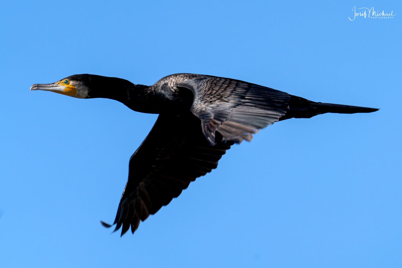 ARV06965-Edit web.jpg