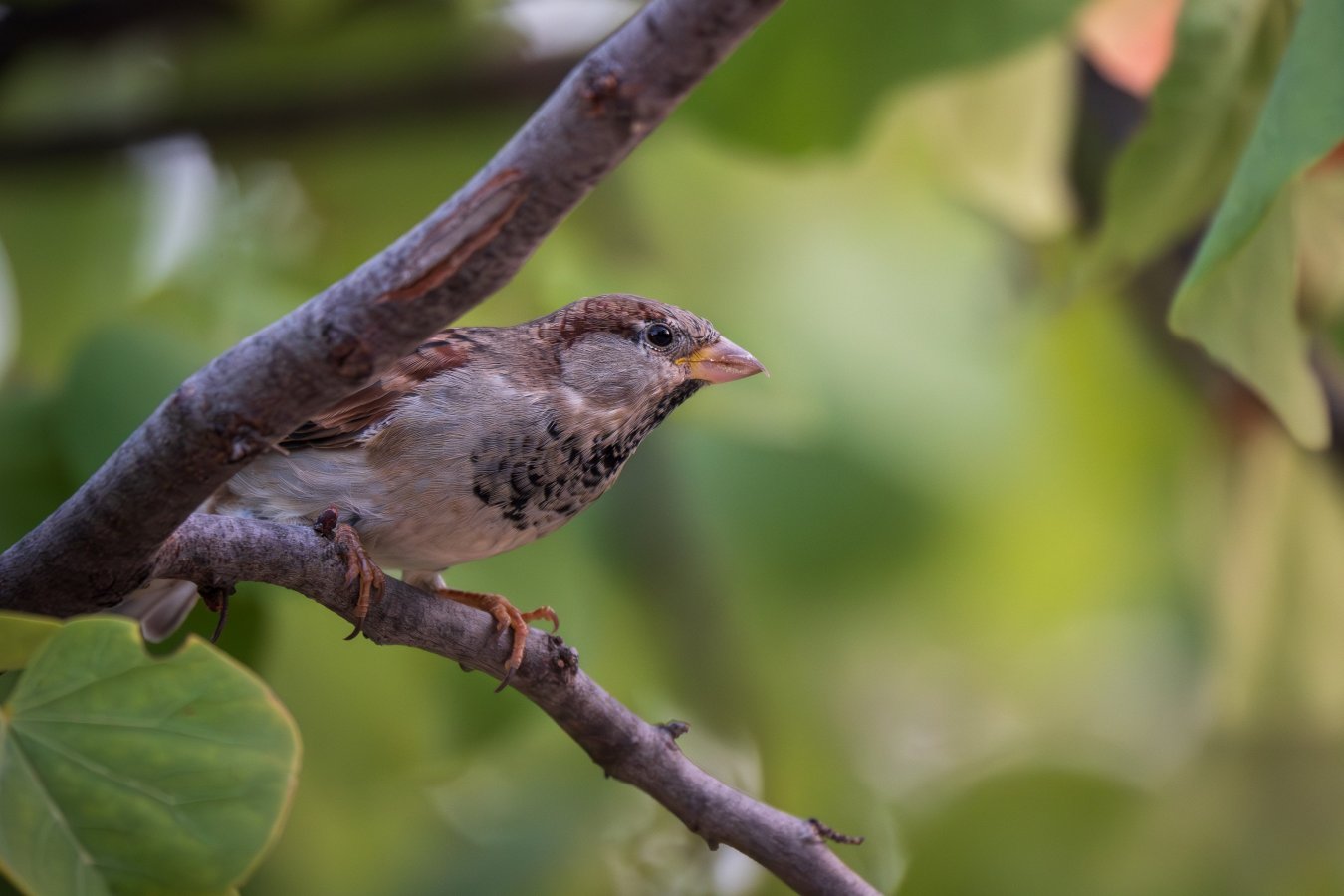 DSC_8846-Enhanced-NR (1).jpg