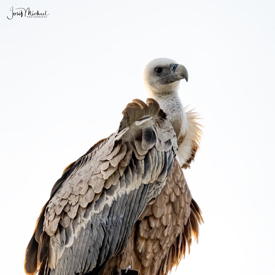 ARV09478-Edit web.jpg