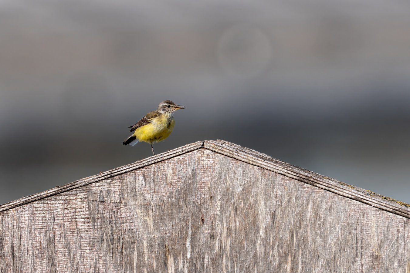 ARV07590-Edit web.jpg