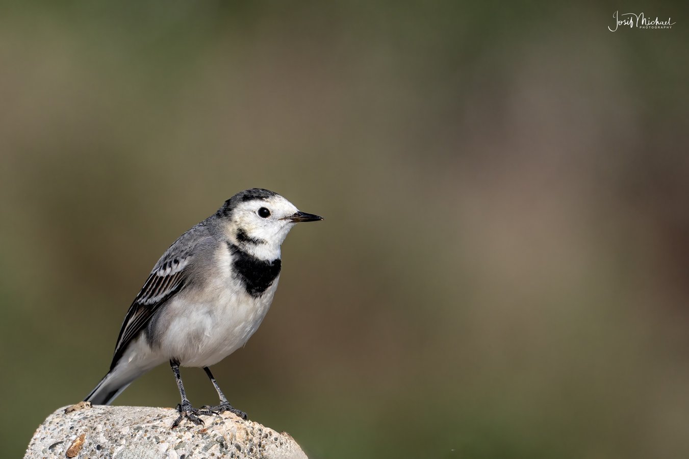 ARV07703-Edit web.jpg