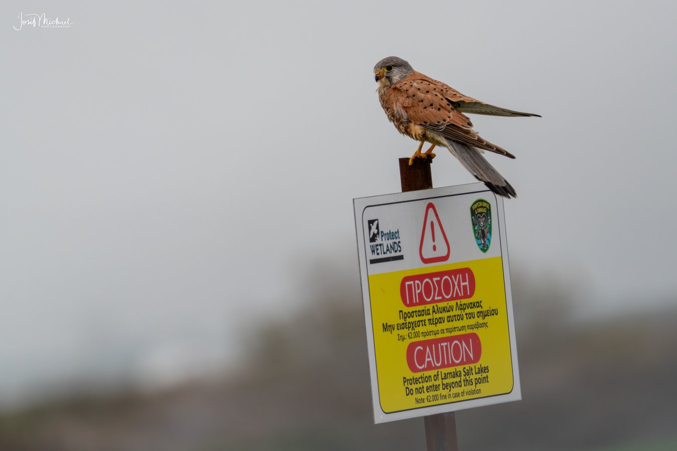 ARV01385-Edit web.jpg