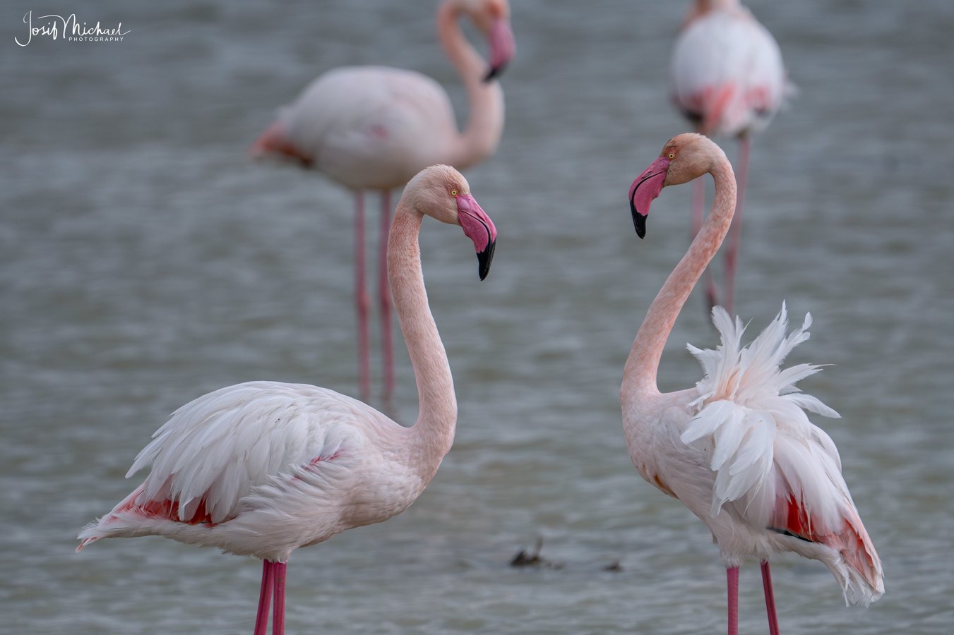 ARV01352-Edit web.jpg