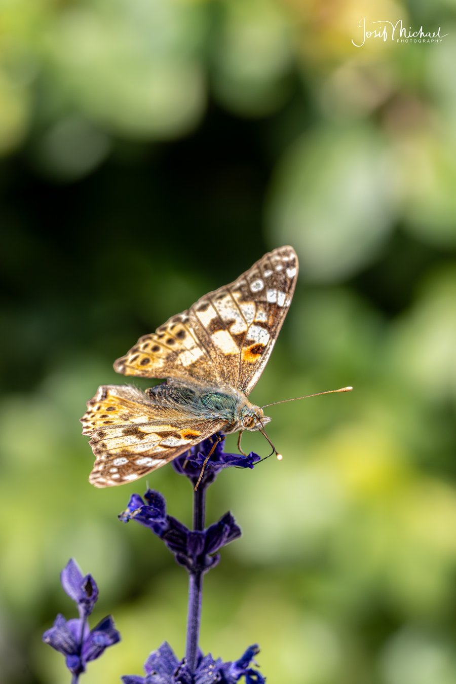 ARV01475-Edit web.jpg