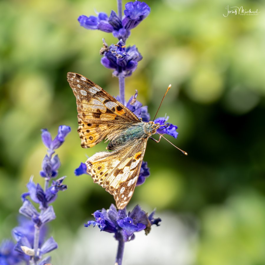 ARV01496-Edit web.jpg