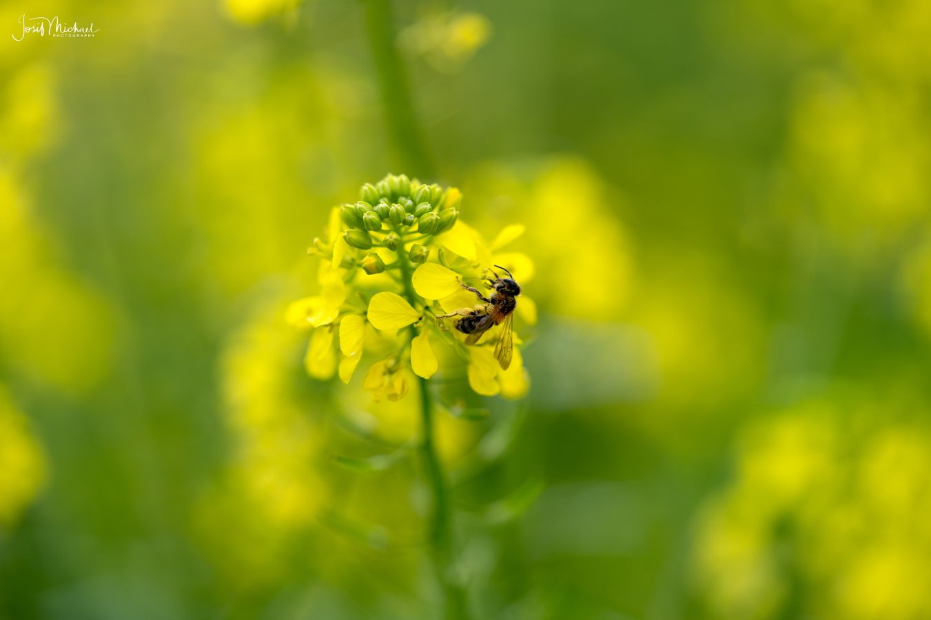 ARV00429-Edit web.jpg