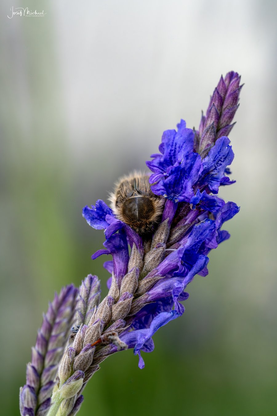 ARV00453-Edit web.jpg