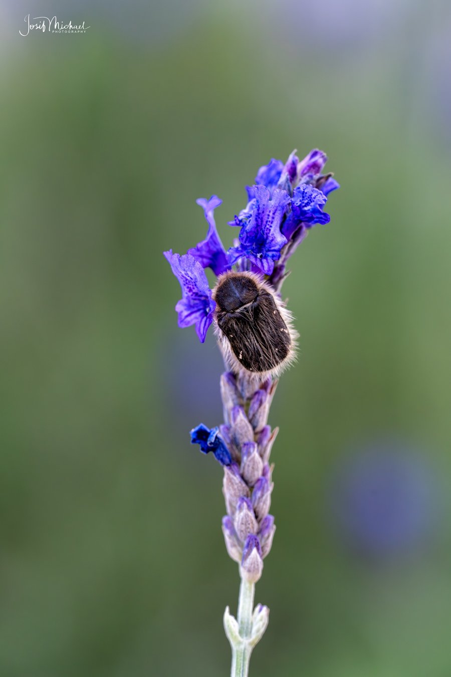 ARV00850-Edit web.jpg