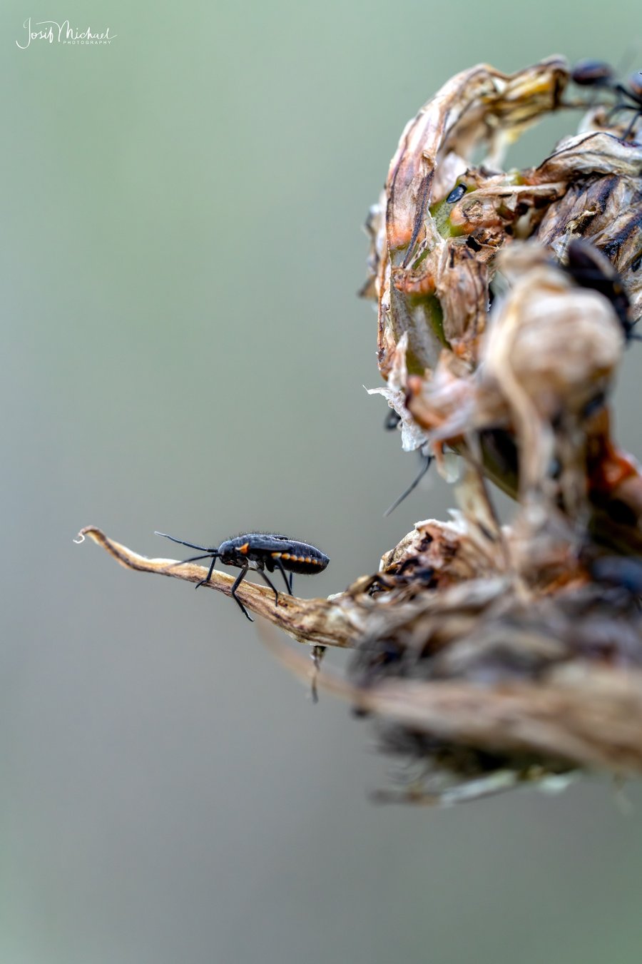 ARV01074-Edit web.jpg