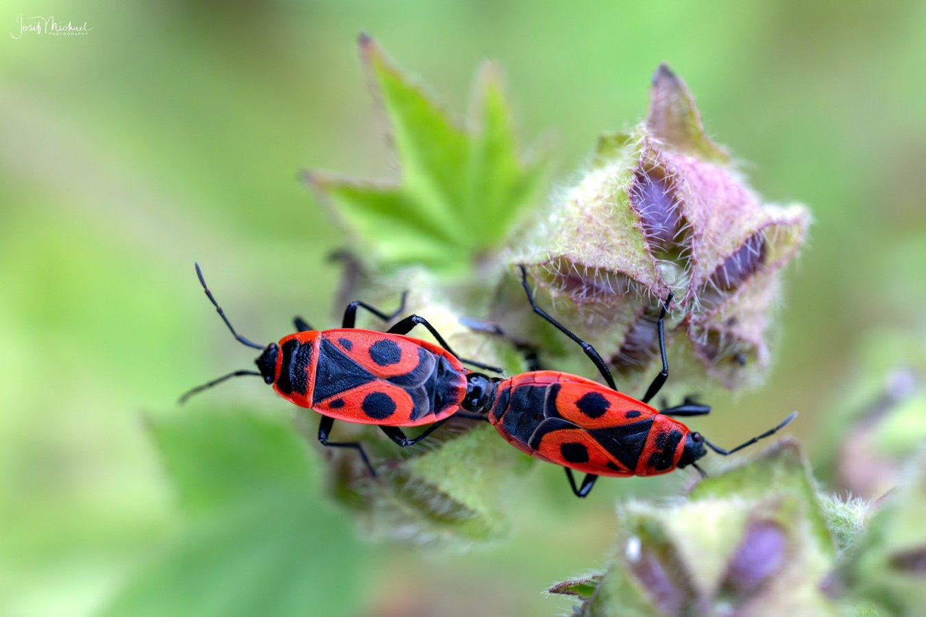 ARV02004-Edit copy.jpg