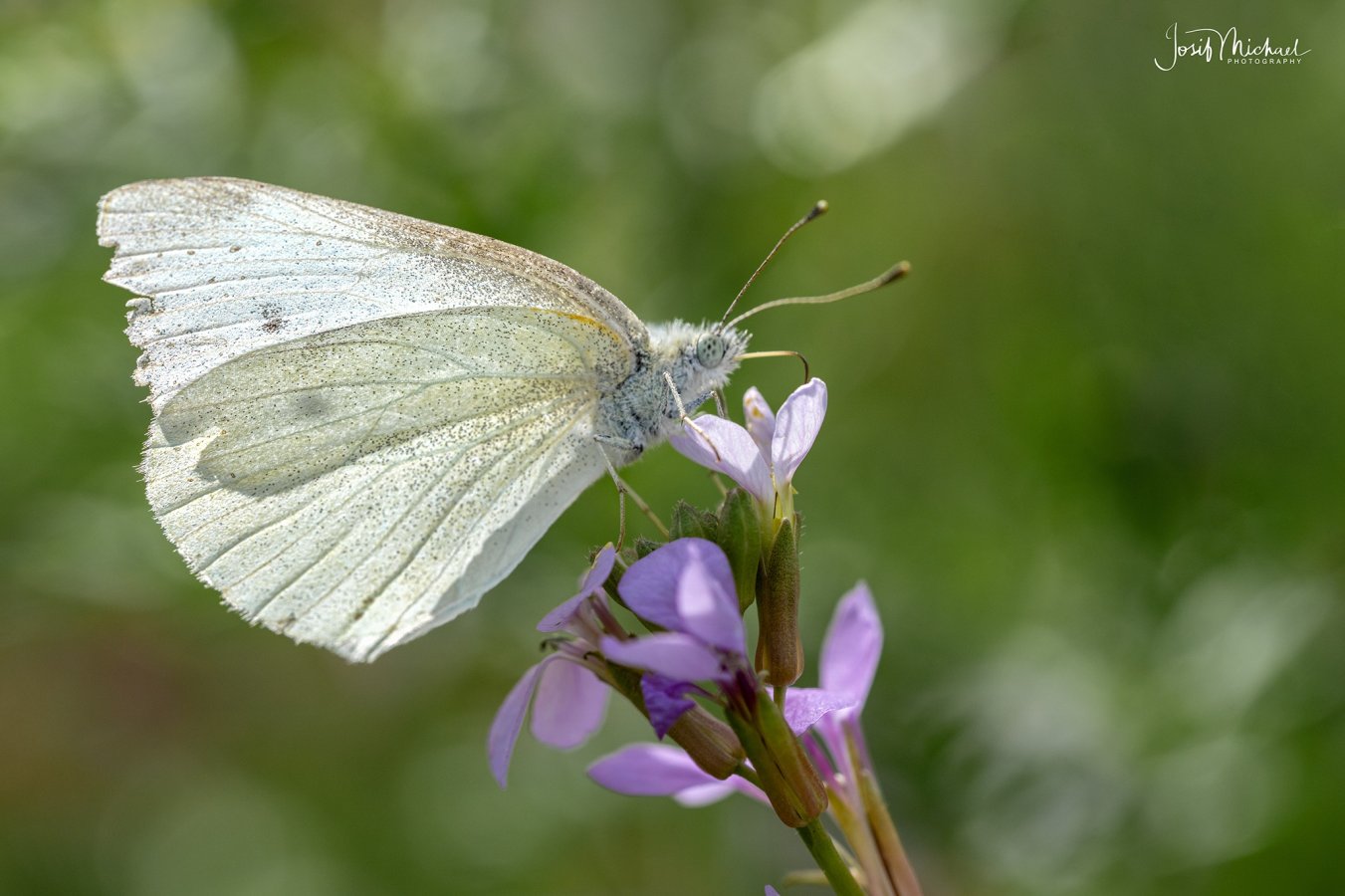 ARV02692-Edit web.jpg