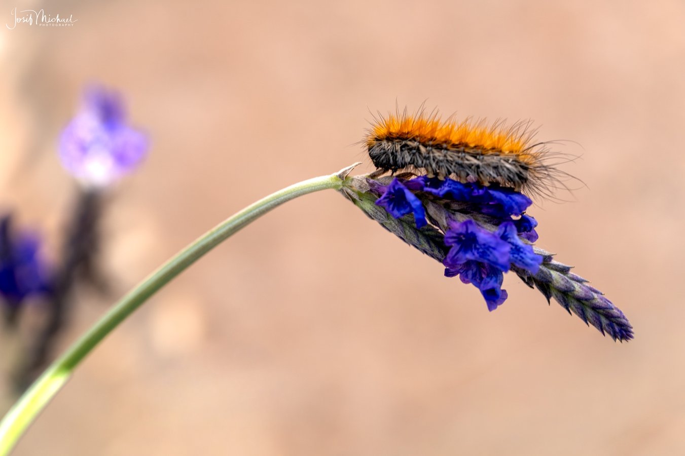 ARV03535-Edit web.jpg