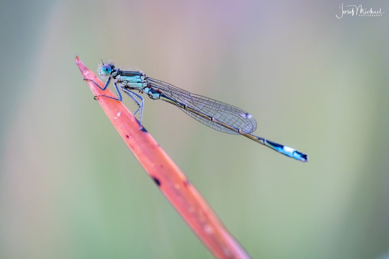 ARV03831-Edit web.jpg