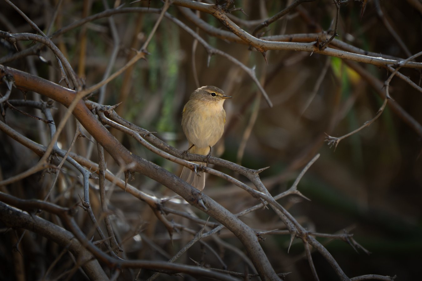 DSC_6057-Enhanced-NR-2.jpg DSC_6057-Enhanced-NR-2.jpg