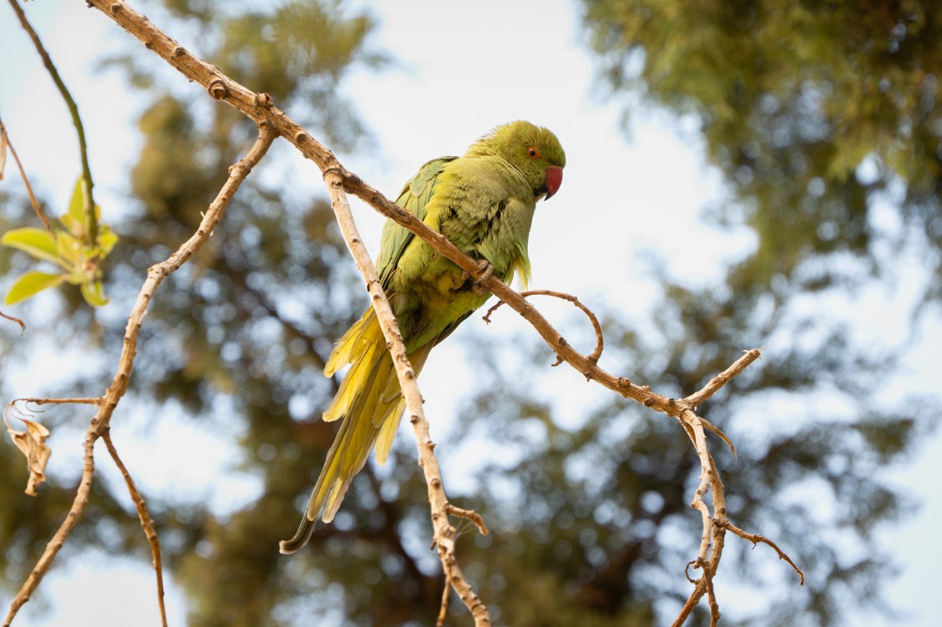 DSC_6423-Enhanced-NR.jpg DSC_6423-Enhanced-NR.jpg