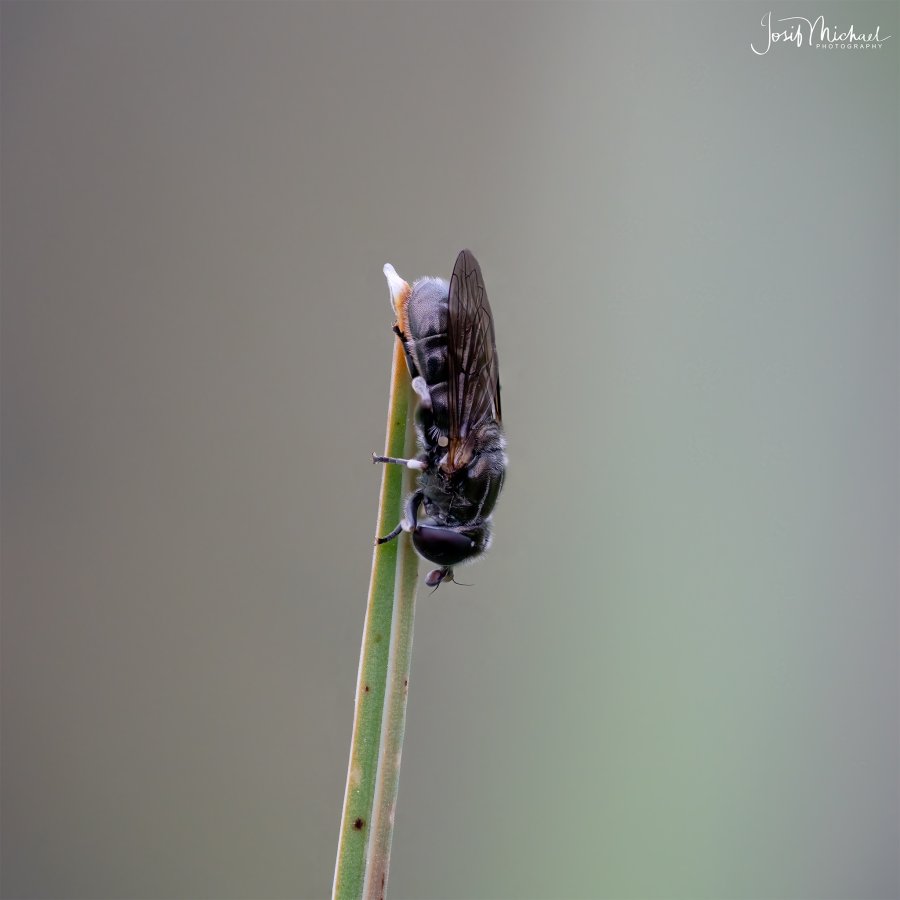 ARV00001-3-Edit web.jpg