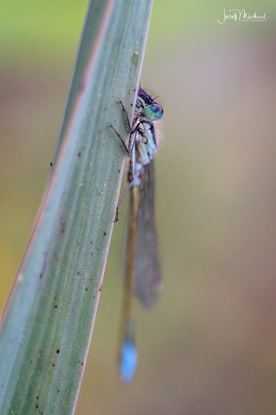 ARV03785-Edit web.jpg