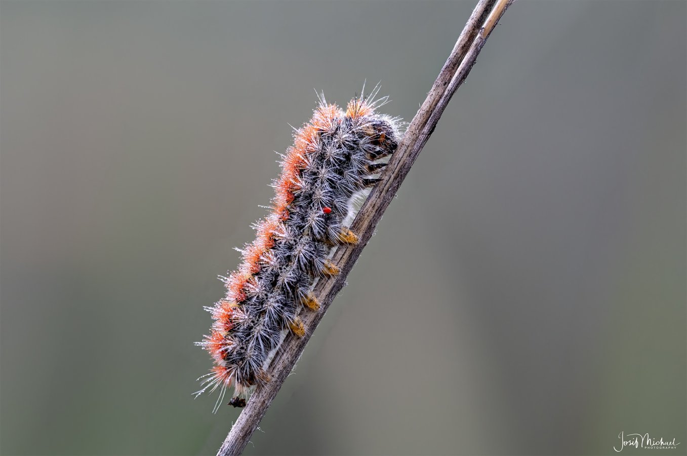 ARV00001-2-Edit web.jpg