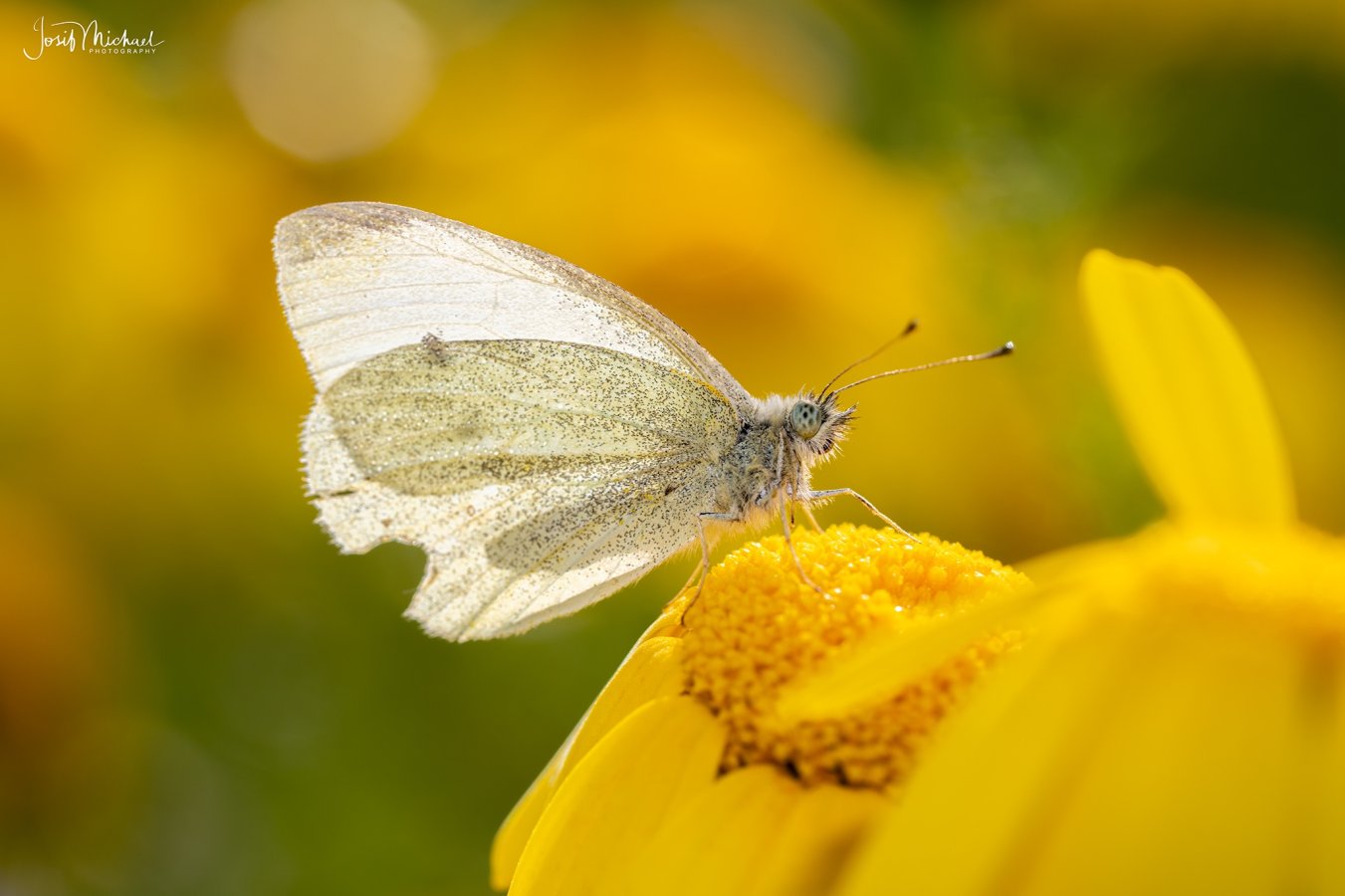 ARV00341-Edit web.jpg