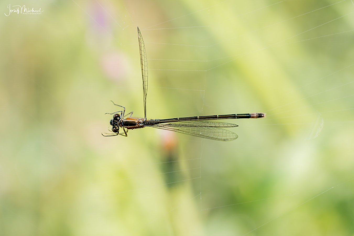 ARV00940-Edit web.jpg