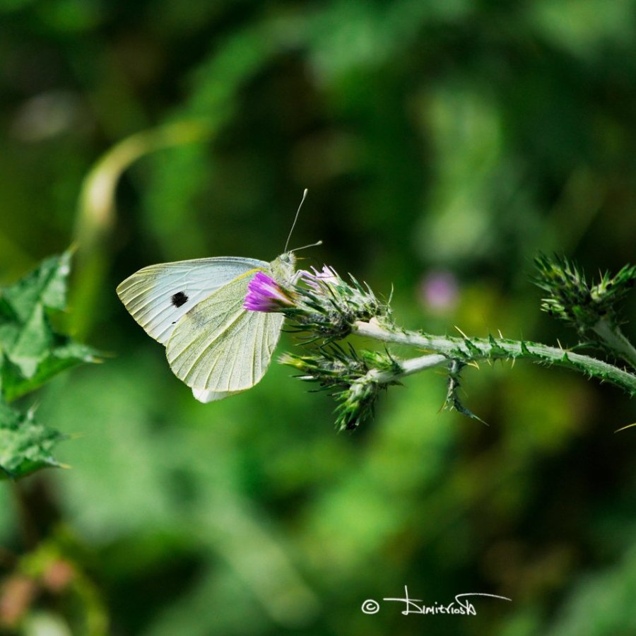 _1360331 copy_WM.jpg