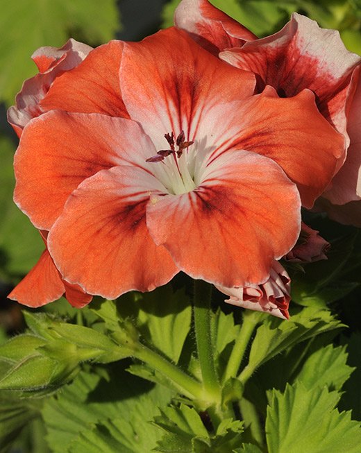 close_up1.jpg
